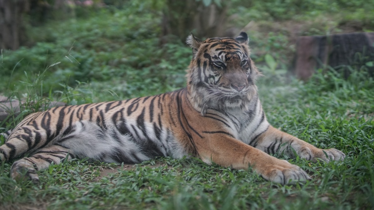 Mencegah Konflik Harimau-Manusia di Aceh, BKSDA Perkuat Mitigasi
