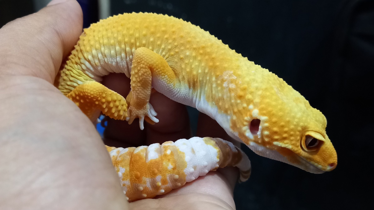 Tips Memelihara Gecko untuk Pemula, Bisa Jadi Ladang Cuan!