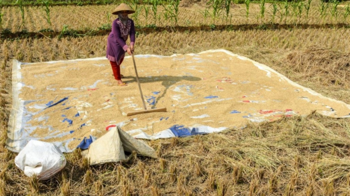 Gabah Mahal Bikin Produsen Beras Tertekan: HOKI Rugi Rp34 Miliar, NASI Ikut Tekor