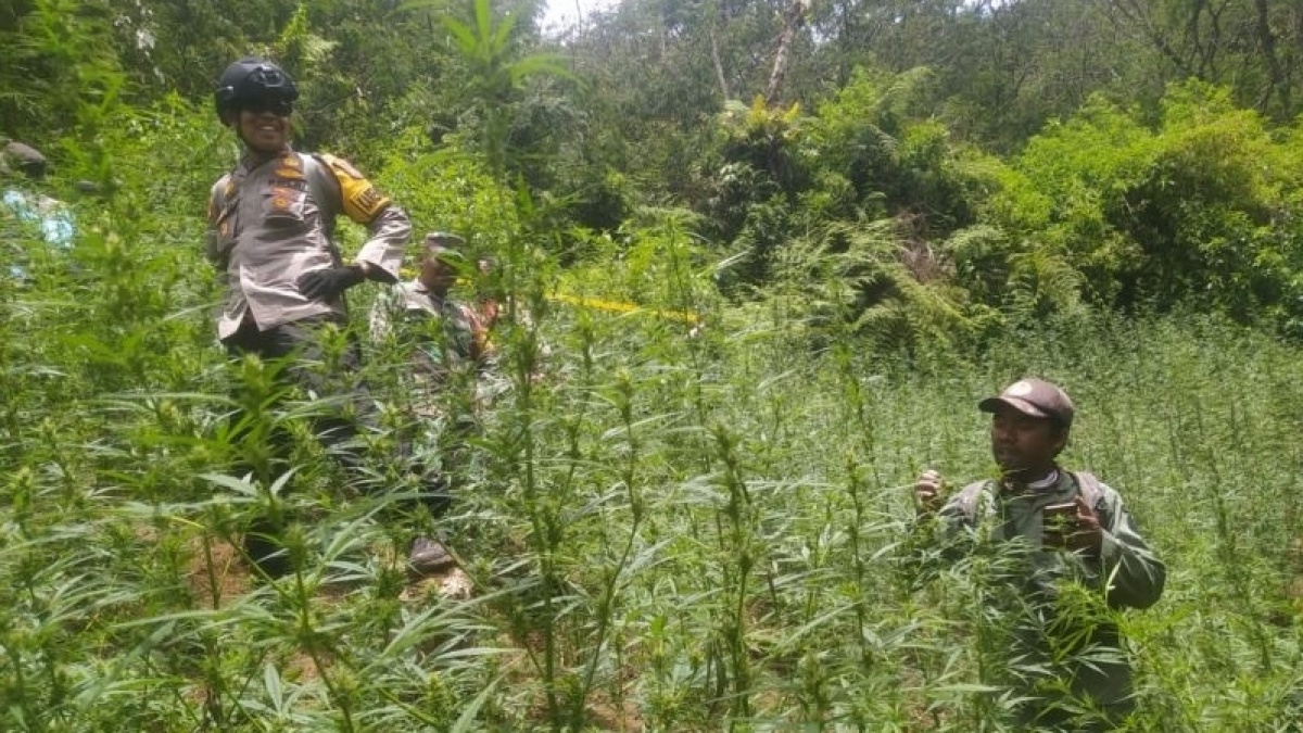 Serahkan ke Polisi soal Temuan Ladang Ganja di Bromo, Kemenpar: Itu Destinasi Ramah Lingkungan