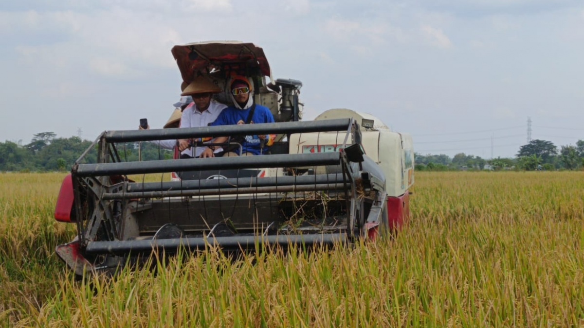Cegah Petani Jual Padi ke Tengkulak, Bulog Gercep Serap Gabah di Solo Raya