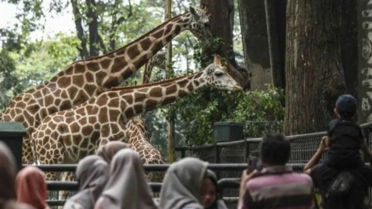 Ragunan Malam: Usulan Gubernur Pramono Terancam Gagal? Ini Kendala Utamanya