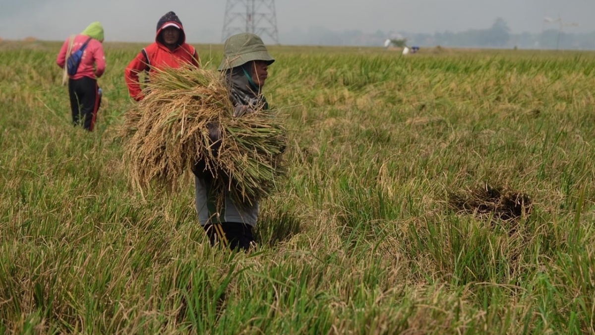 Serapan BULOG Naik 2.000 Persen, Hensa: Memang Dingin Tangan Mentan Amran