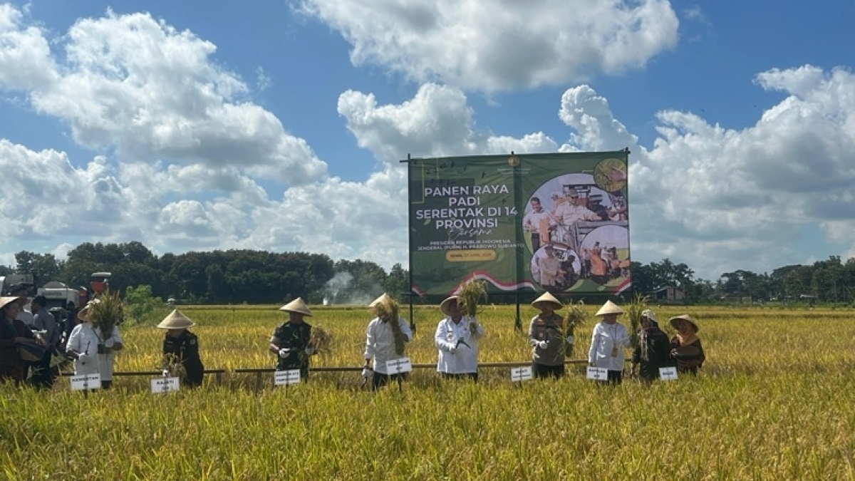 Belum Butuh Impor, RI Justru Akan Kebanjiran Stok Beras dari Panen Raya