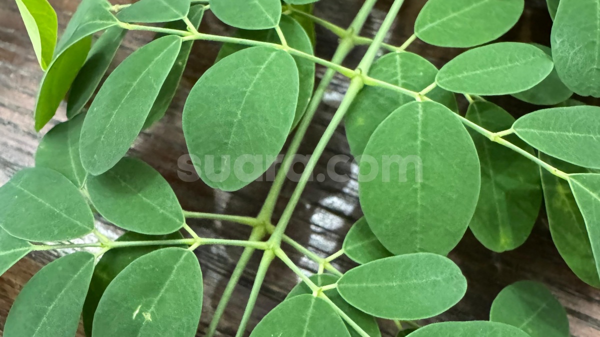 Ternyata! Daun Hijau Kecil Ini Bikin Kulit Cantik, Banyak Tumbuh di Pekarangan Rumah