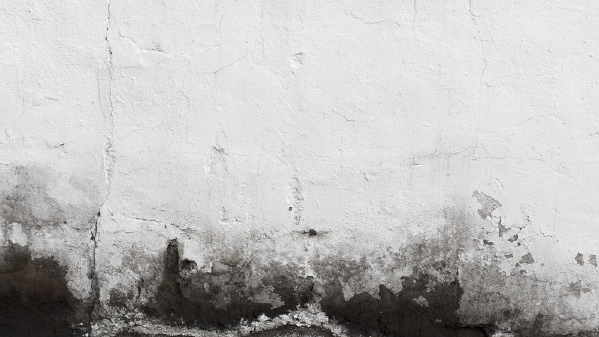 Jangan Anggap Remeh, Black Mold Bisa Sebabkan Infeksi Paru-paru hingga Gangguan Kognitif