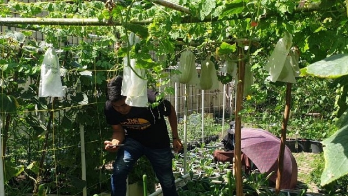 Ketika Pekarangan Jadi Sumber Pangan Keluarga