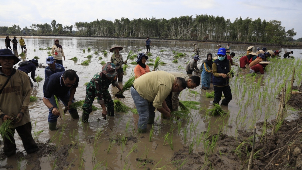 Tanam Perdana Cetak Sawah di Kapuas: Strategi Wujudkan Swasembada Pangan