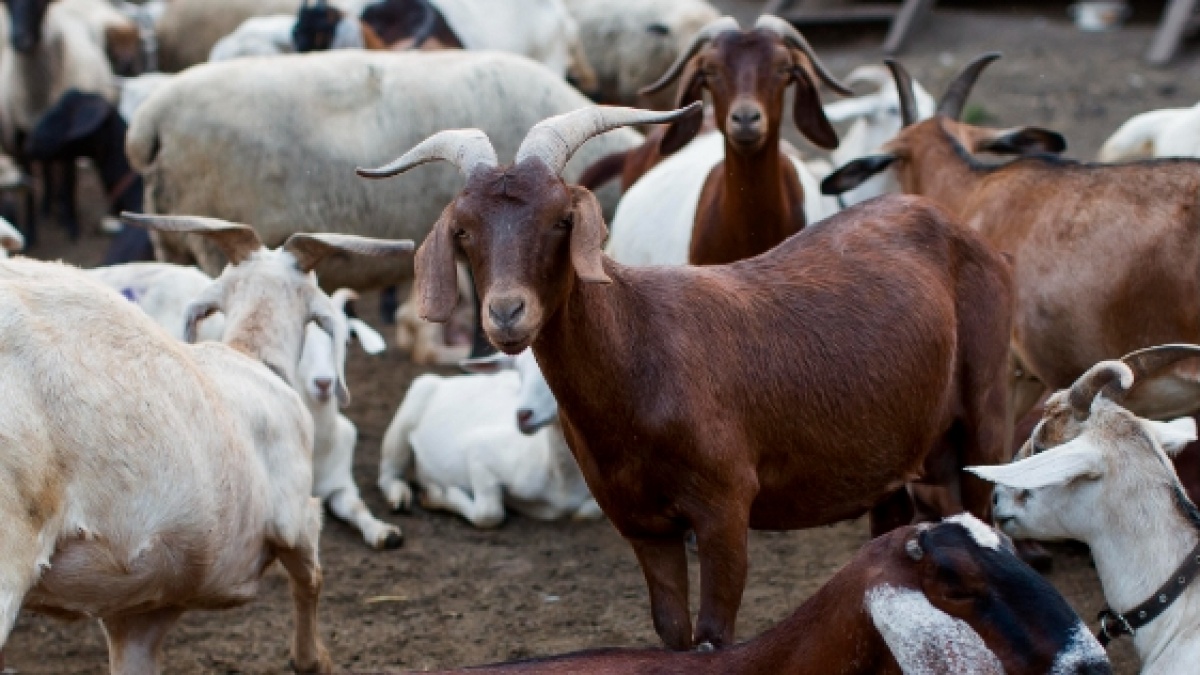 Daftar Harga Kambing Kurban Idul Adha 2025, Jangan Kaget Ini Bocorannya!