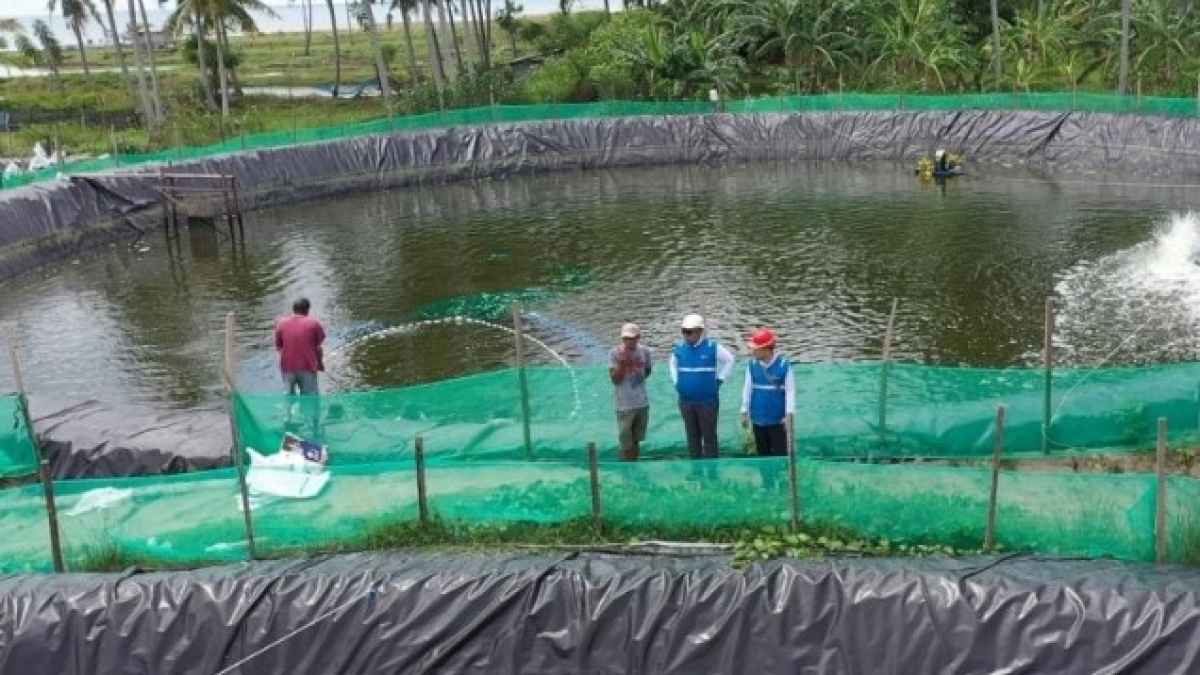 Listrik Hijau Pangkas Biaya Tambak Udang 70 Persen, Petani Banjir Cuan!