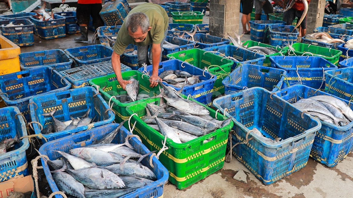 Awas! Ikan di Laut Jawa Telah Tercemar Sampah, Kesehatan Manusia Terganggu
