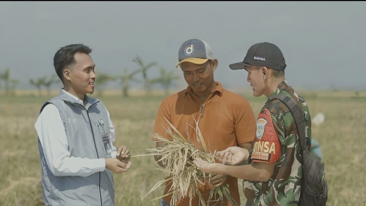 Stok Bulog Tembus 3,6 Juta Ton: Serapan Tembus 2.000.524 Ton Setara Beras