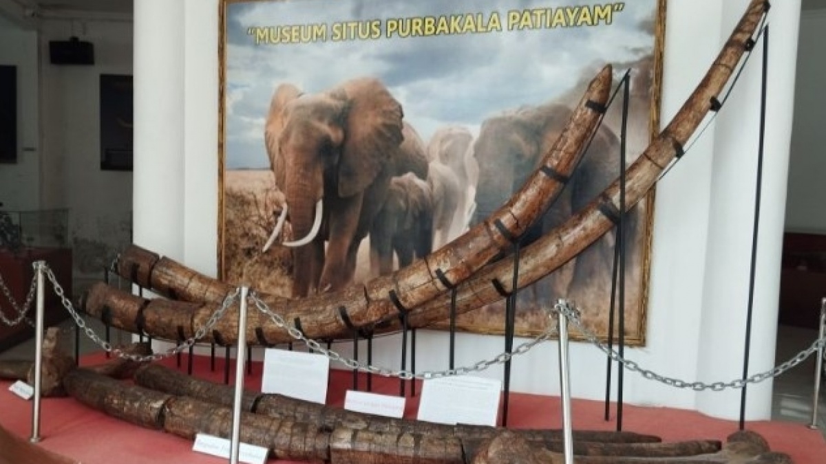 Fosil Gajah Purba Ditemukan Utuh di Patiayam, Kudus Siapkan Wisata Edukasi Baru