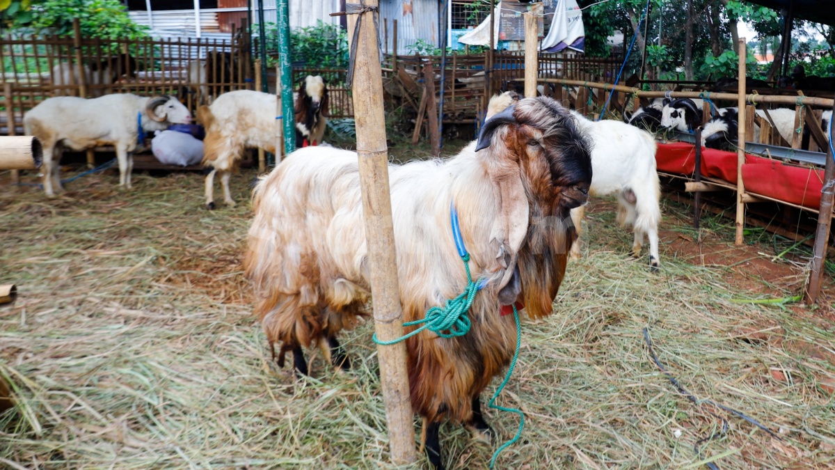 Berapa Umur Kambing Kurban yang Sah menurut Syariat? Jangan Asal Beli