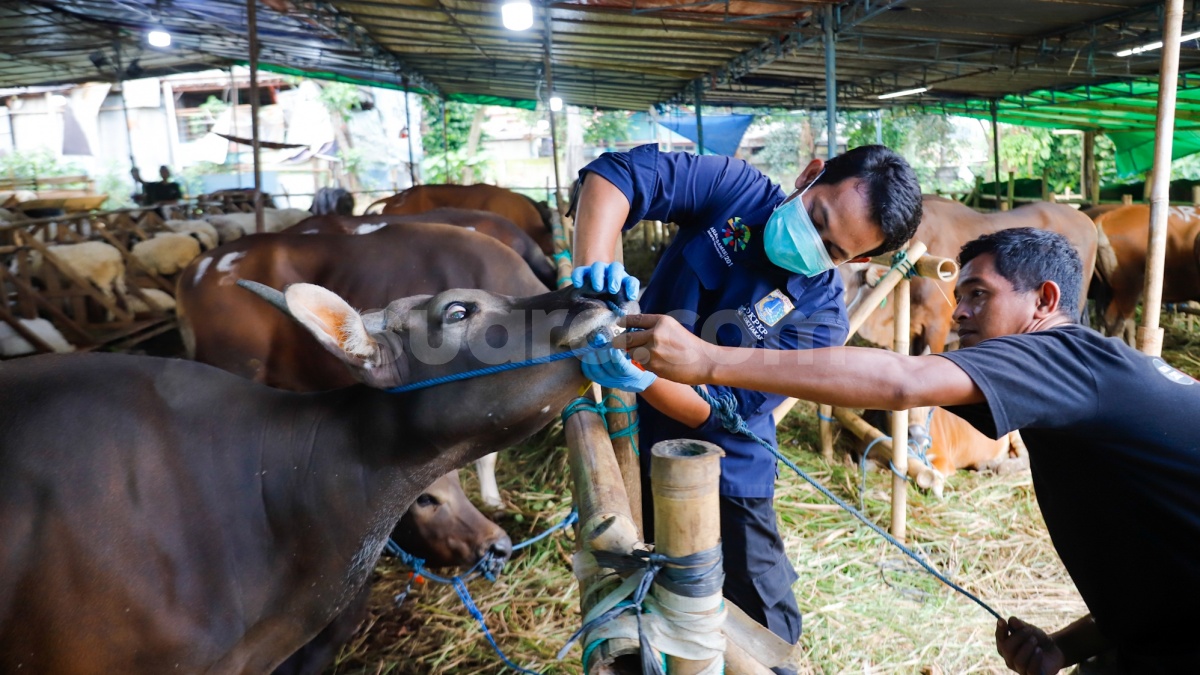 Kementan Pastikan Stok Daging Sapi Aman Jelang Idul Adha 2026