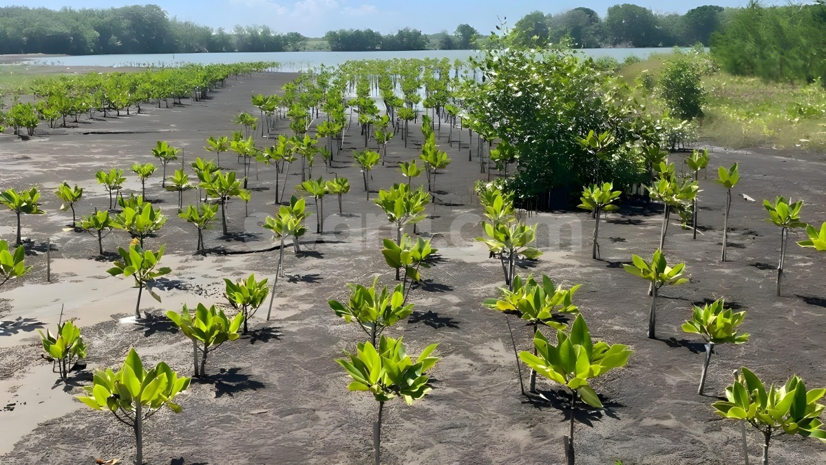 Benteng Pesisir Kendal, Cerita Konservasi Mangrove dari Pidodo Kulon