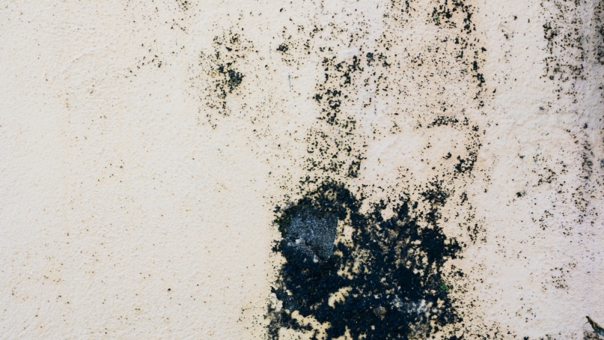 Cara Ampuh Bersihkan Black Mold di Rumah, Berikut Tahapannya