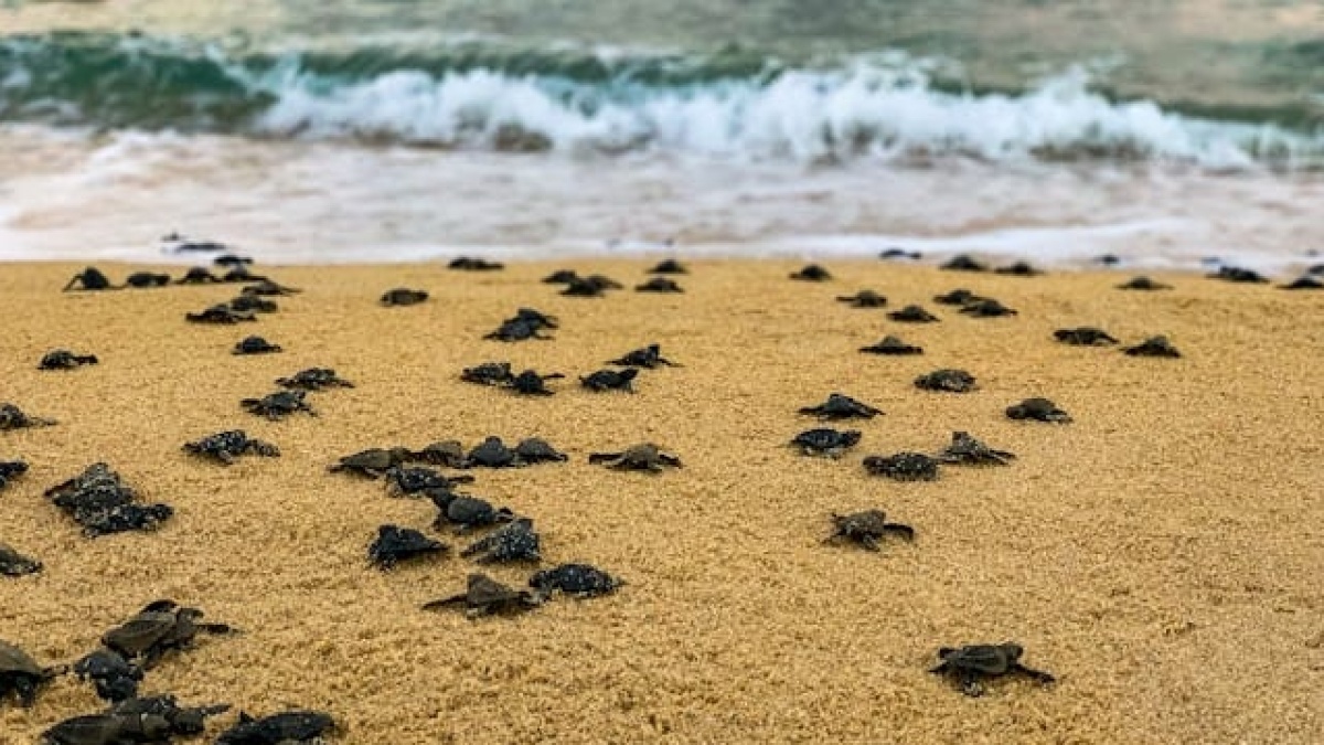 Menyusuri Sri Lanka, Saat Konservasi Satwa dan Ekowisata Tropis Berjalan Beriringan