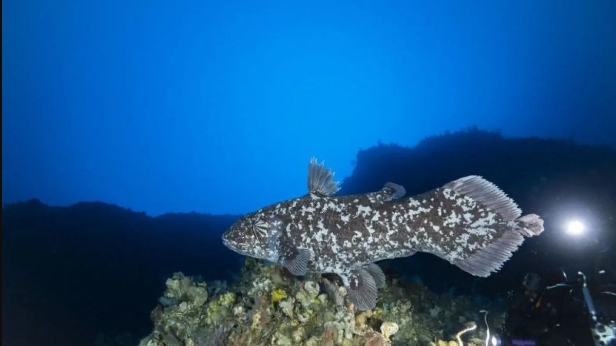 Menyelamatkan Fosil Hidup Coelacanth: Urgensi Konservasi Laut Dalam Indonesia