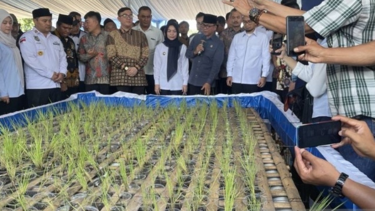 Lahan Sempit? Ustadz Adi Hidayat Tawarkan Solusi Panen Padi di Rumah dengan 'Si Opung'