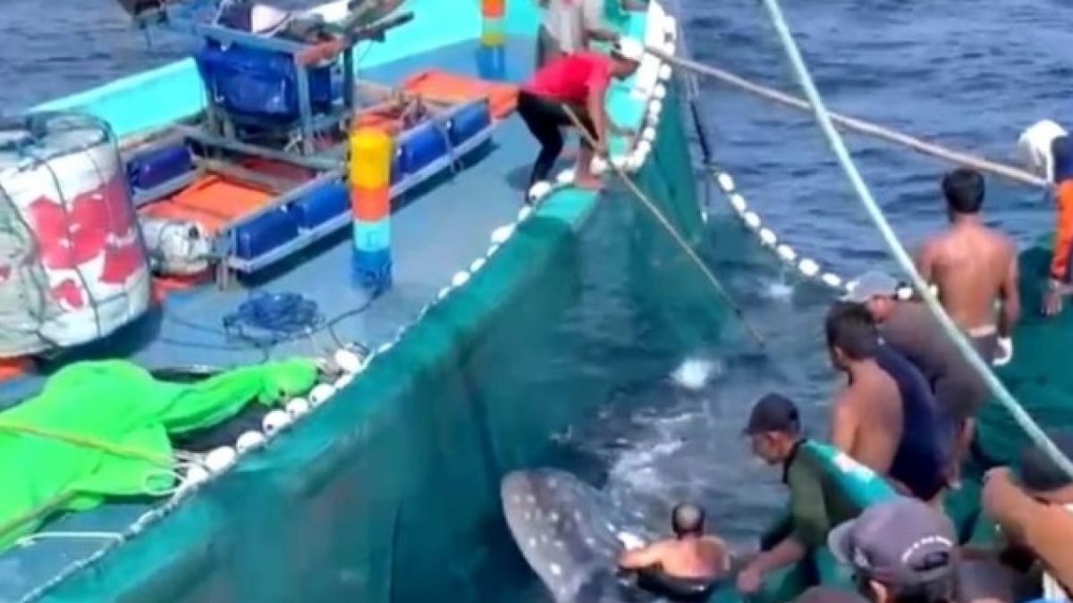 Nelayan Sendang Biru Selamatkan Hiu Paus Raksasa dari Jaring Maut