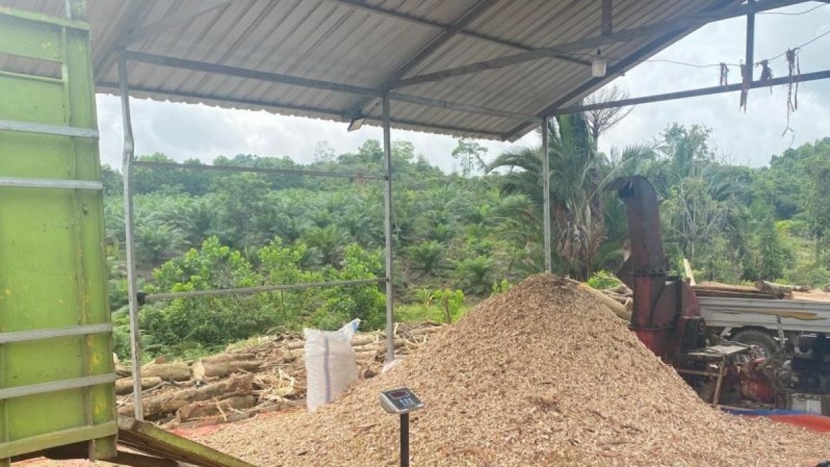 Pohon Gamal, dari Pagar Kebun Jadi Sumber Energi Hingga Ladang Cuan