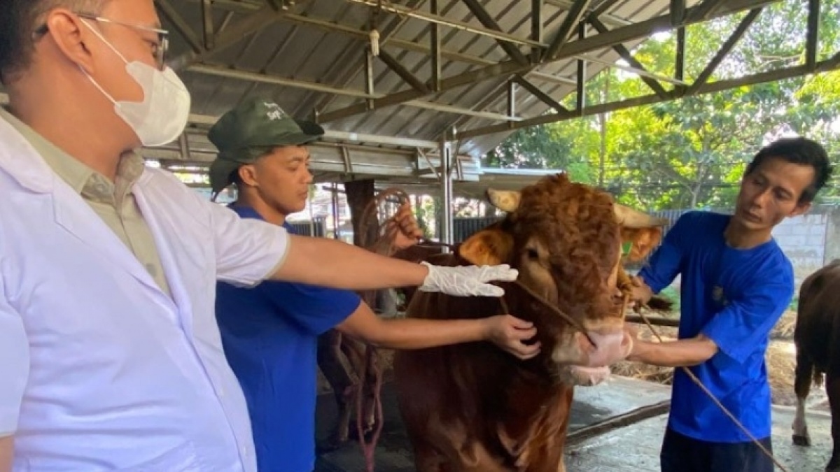 Jelang Iduladha, Gubernur Pramono Janji Kirim Hewan Kurban ke Seluruh Wilayah Jakarta