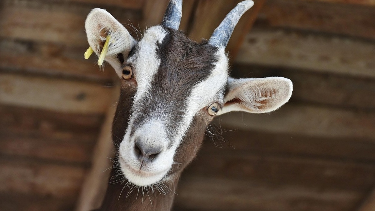 Takut Kena Bala, Pria Ini Nekat Menikah dengan Kambing