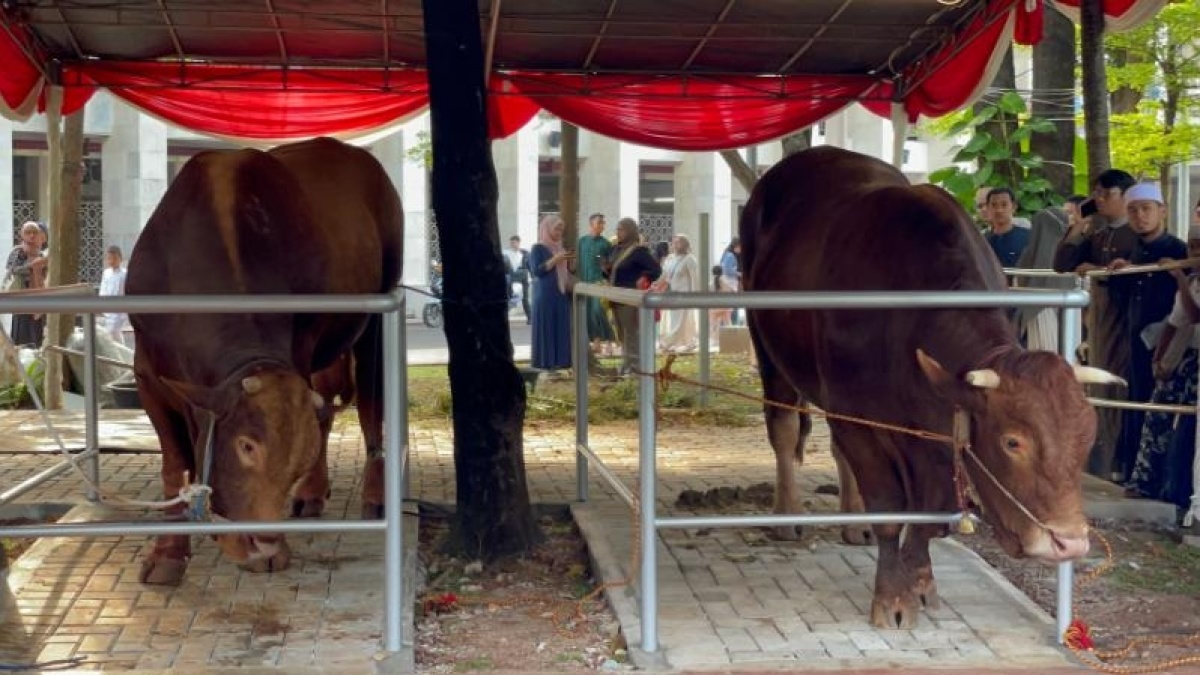 Sapi Kurban Jumbo Prabowo-Gibran Tiba di Istiqlal Besok, Menag: Ini Kelas Berat Satu Ton Lebih!