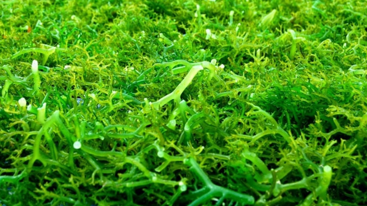 Lontar hingga Rumput Laut: Potensi Sabu Raijua Butuh Mitra untuk Berkembang