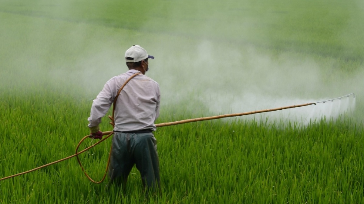 Dongkrak Produktivitas Petani Pantura, Petrokimia Gresik Pacu Pendapatan Hingga 15%