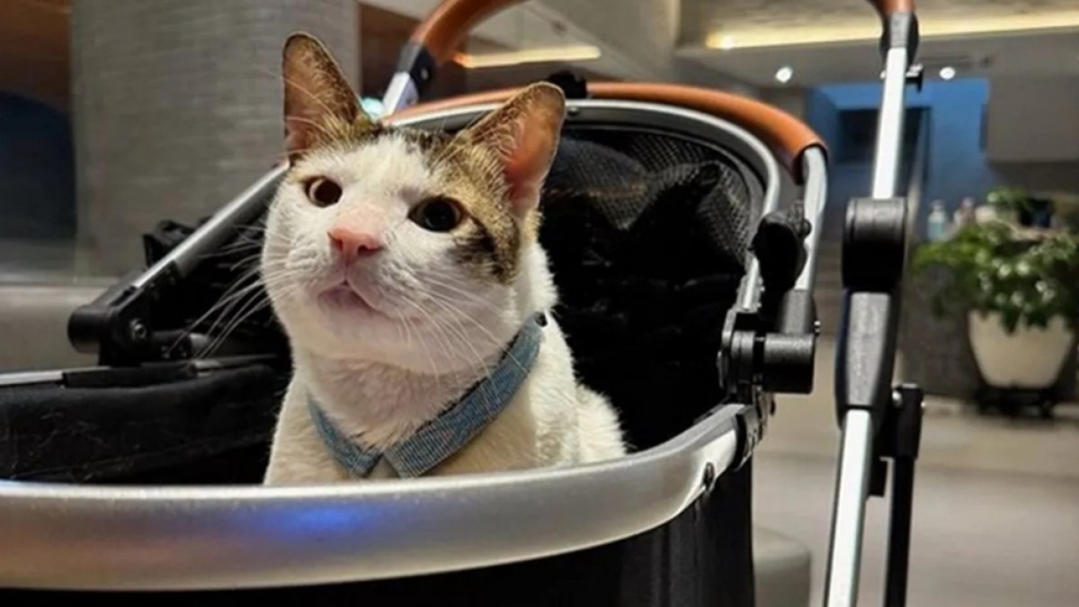 Viral Bobby Kertanegara Kucing Prabowo Dikawal Polisi Tuai Pro Kontra