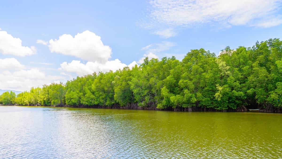 Mengapa Restorasi Mangrove Kini Jadi Kunci Lindungi Pesisir Indonesia?