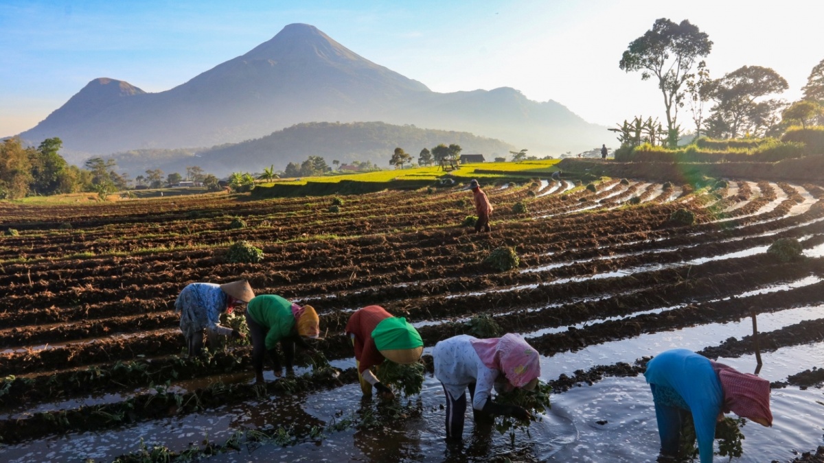 BRI Perkuat UMKM Lewat Penyaluran KUR Rp83,88 Triliun