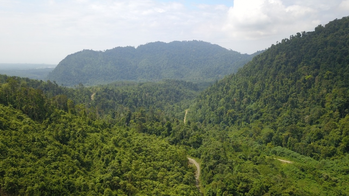 Ekspansi Tambang Nikel Ancam Nilai Ekonomi Hutan Morowali yang Capai Rp 2,81 Triliun per Tahun