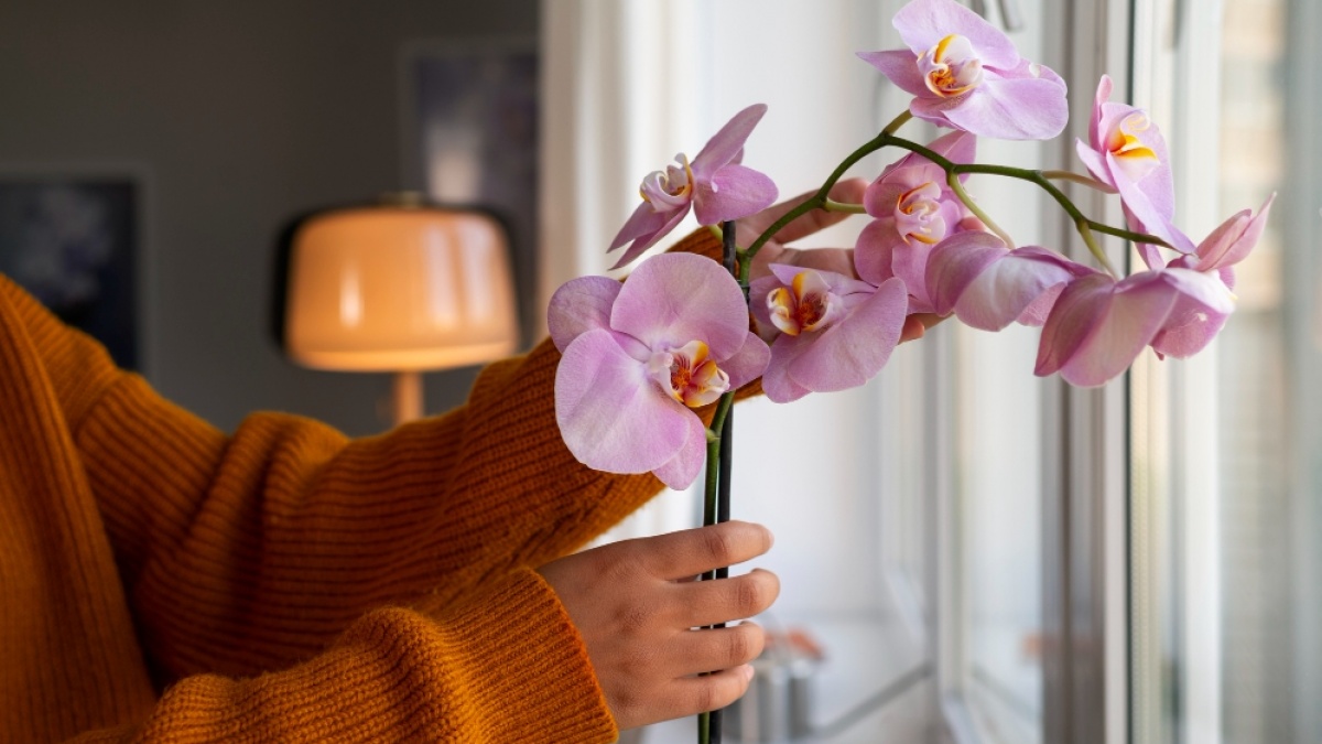 5 Titik Terbaik Letakkan Bunga di Rumah Menurut Feng Shui: Estetik dan Bawa Hoki