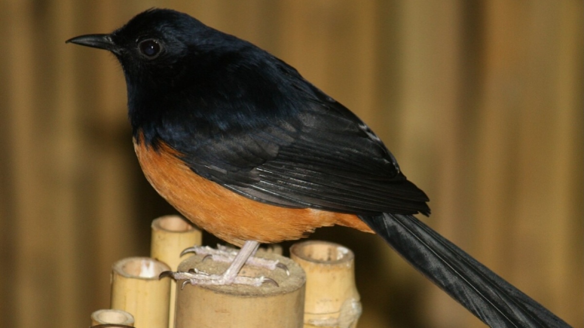 Rekomendasi Pakan Alami Burung Murai untuk Kicau Nyaring dan Bebas Stres