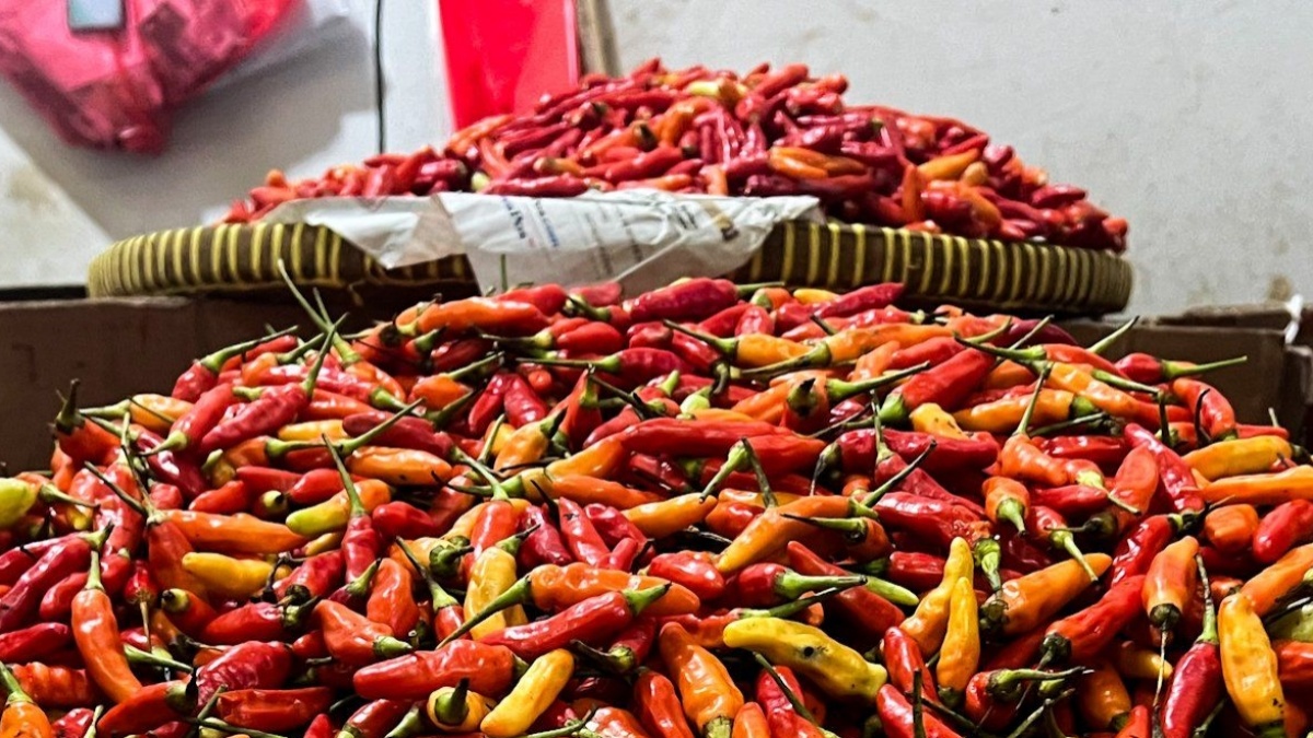Produktivitas Cabai Rawit Digenjot, Hasil Panen Naik hingga 15%