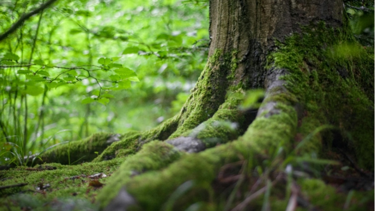 Belajar Menjaga Hutan dari Cara Masyarakat Dayak Iban Mengelola Api