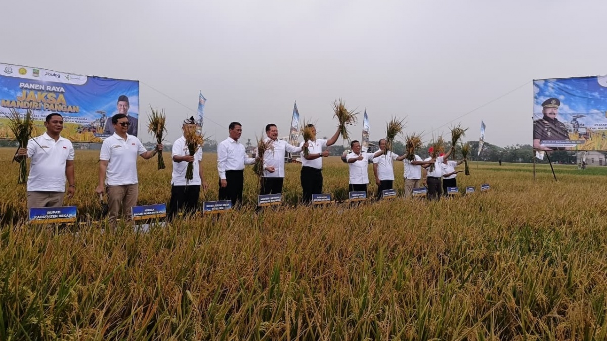 Program Jaksa Mandiri Pangan Mulai Panen, Bulog Serap Seluruh Hasil Gabah Petani