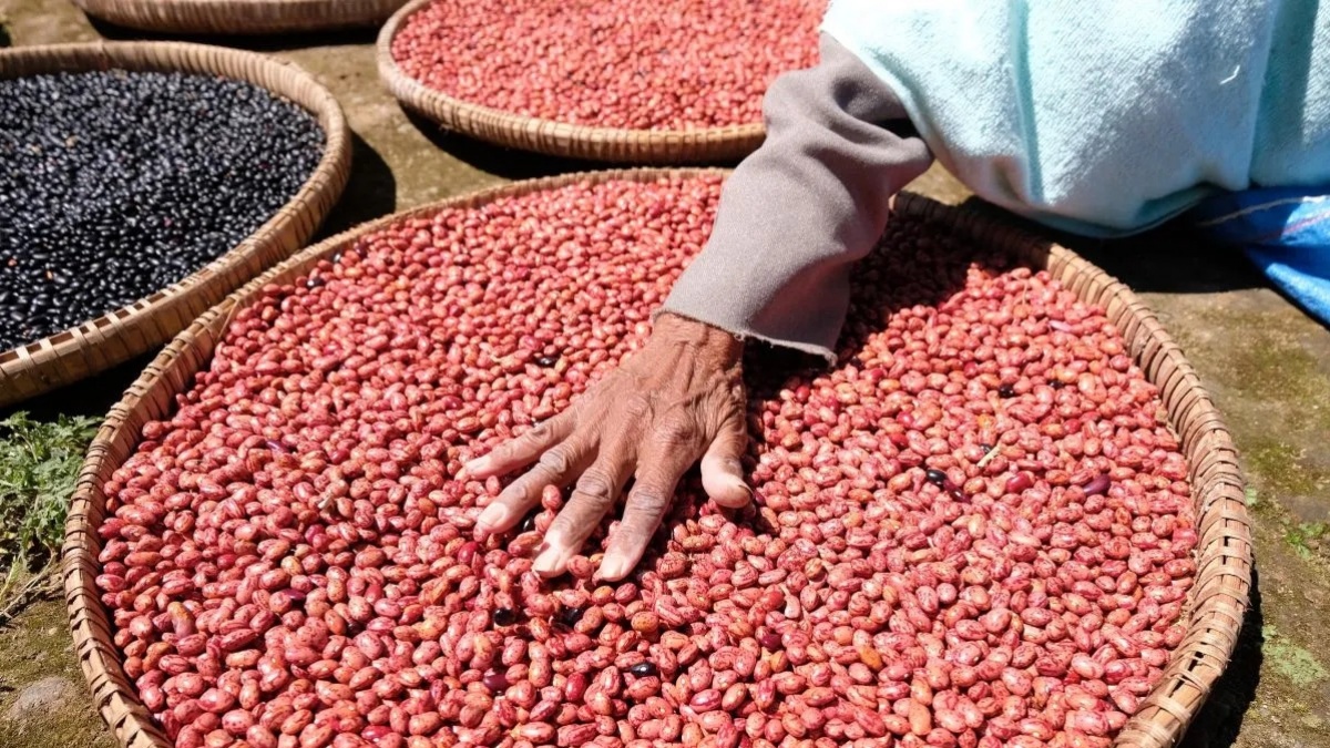 3 Manfaat Kacang Merah, Benarkah Atasi Sembelit?