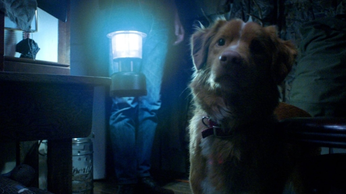 Sinopsis Good Boy, Film Horor Tak Biasa yang Diceritakan Lewat Sudut Pandang Anjing