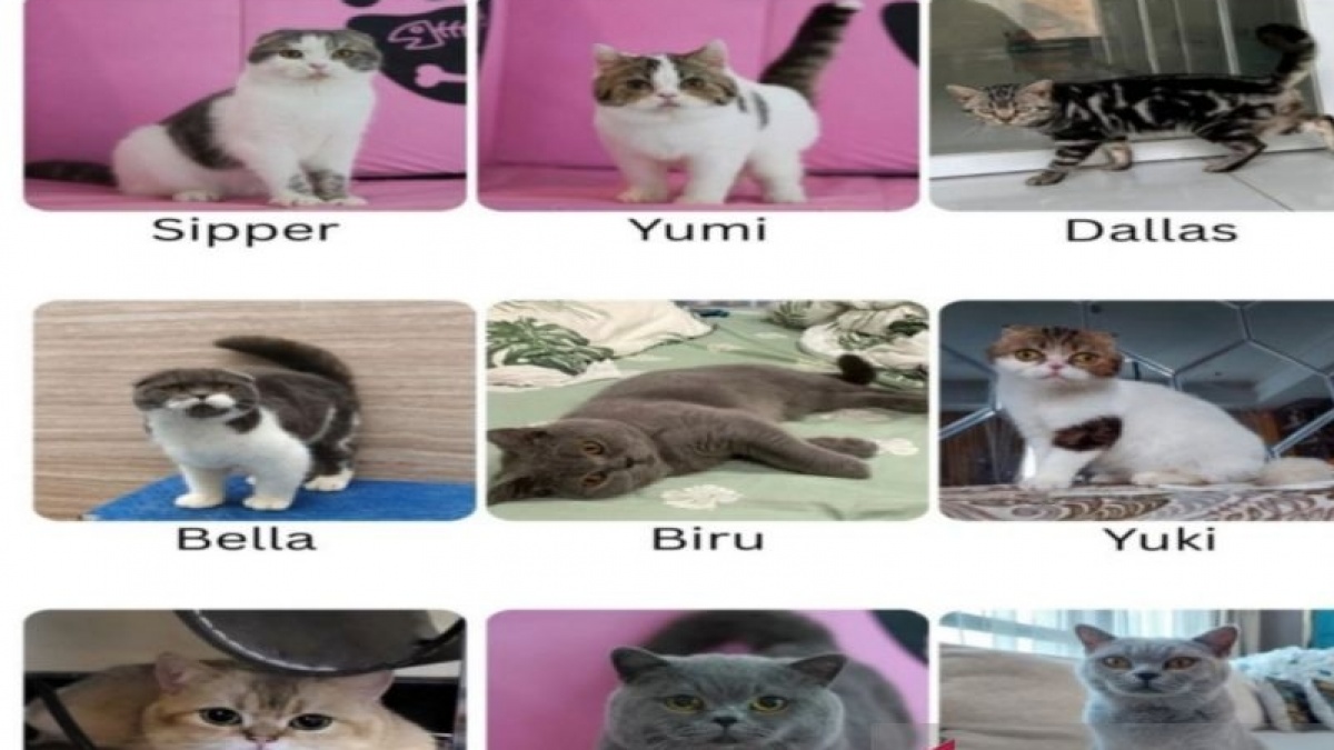 Gondol Kucing saat Rumah Uya Kuya Dijarah Massa, Seorang Anak Resmi Tersangka!