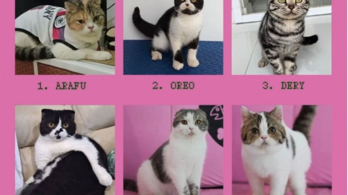 Viral Kucing Uya Kuya Ditemukan Kurus dan Sakit, Picu Dugaan Penelantaran