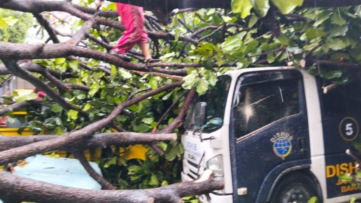 Horor Angin Kencang di Kebon Jeruk, Pohon Raksasa Tumbang Timpa Mobil Polisi dan Dishub