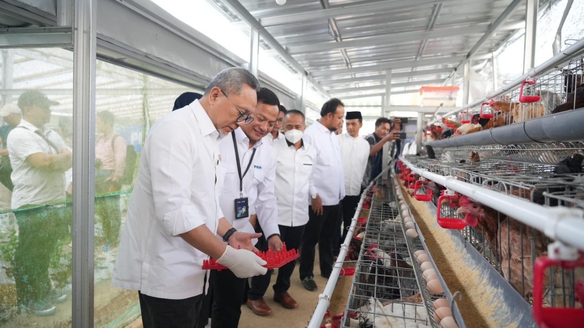 Menko Zulkifli Hasan Panen Ayam Petelur, Apresiasi PNM Bangun Ketahanan Pangan Desa
