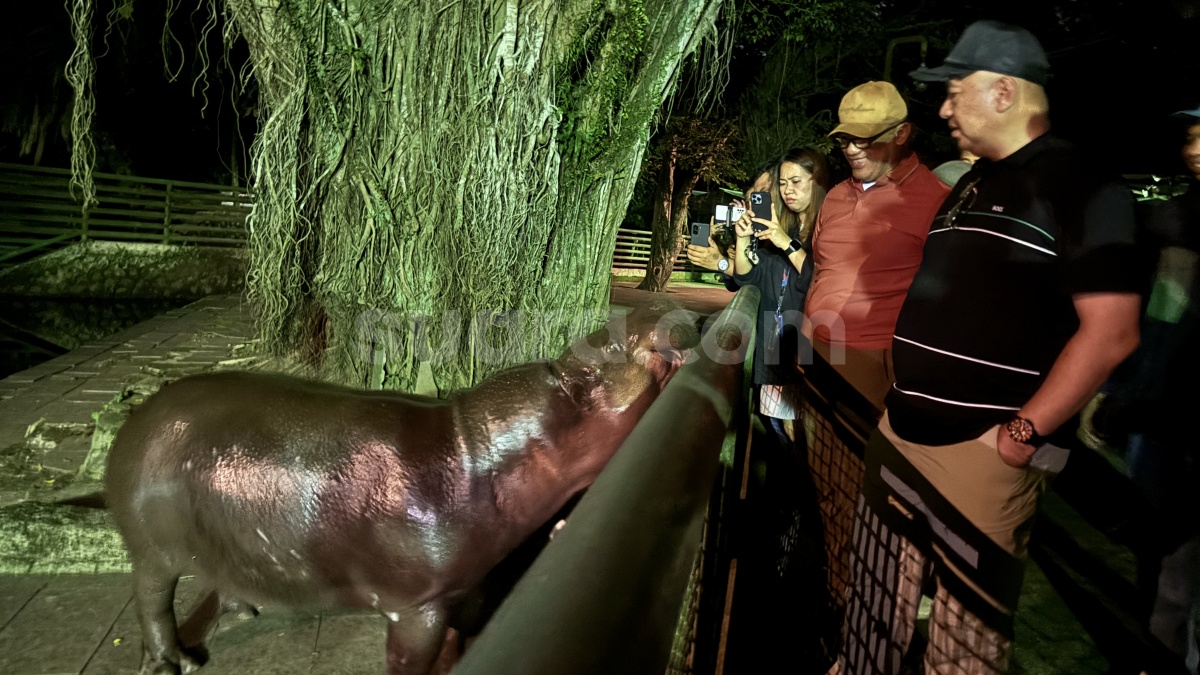 Minim Penerangan, Ragunan Janji Evaluasi Wisata Malam Tanpa Ganggu Satwa
