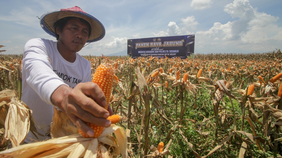 Pemerintah Siapkan 150.000 Ton Jagung SPHP, Peternak Kecil Dapat Harga Rp5.000/Kg