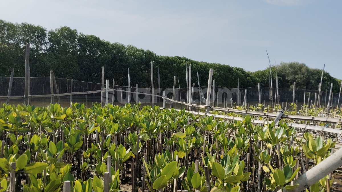 Perjuangan Merawat Mangrove di Tengah Abrasi dan Pembangunan, Apa yang Bisa Dilakukan?