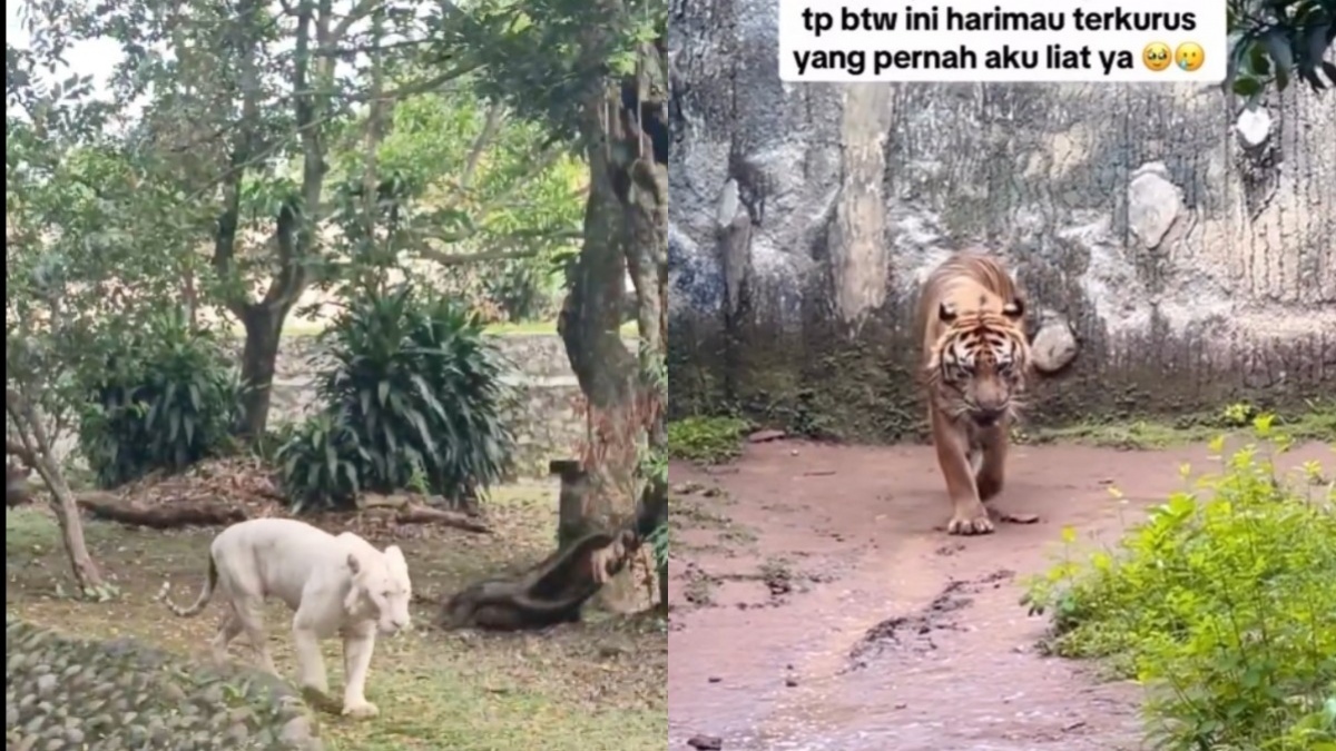 Viral Hewan Ragunan Kurus Diduga Dana Jatah Makan Ditilep, Publik Tuntut Audit
